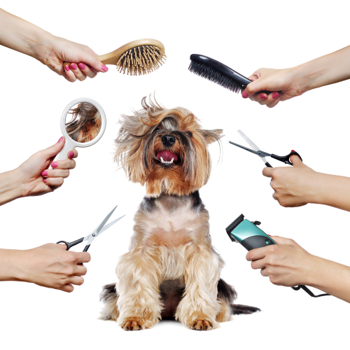 dog-grooming