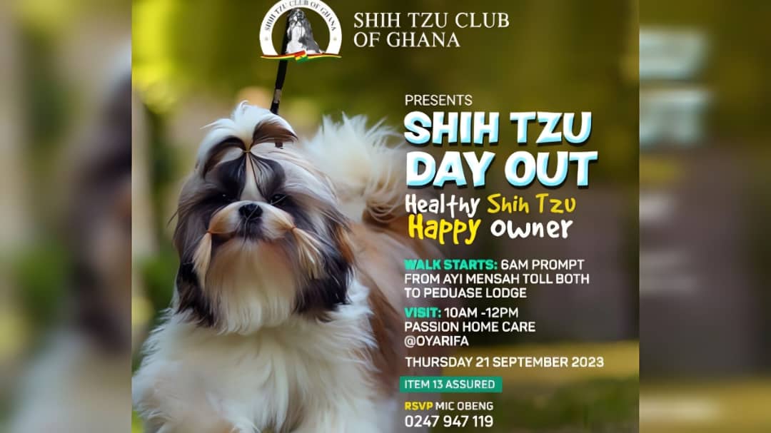 Shih tzu day out