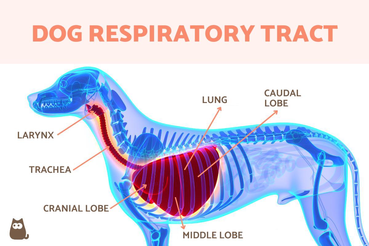 respiratory ailment in dogs